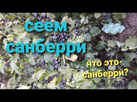 Как посеять санберри? Что такое санберри?