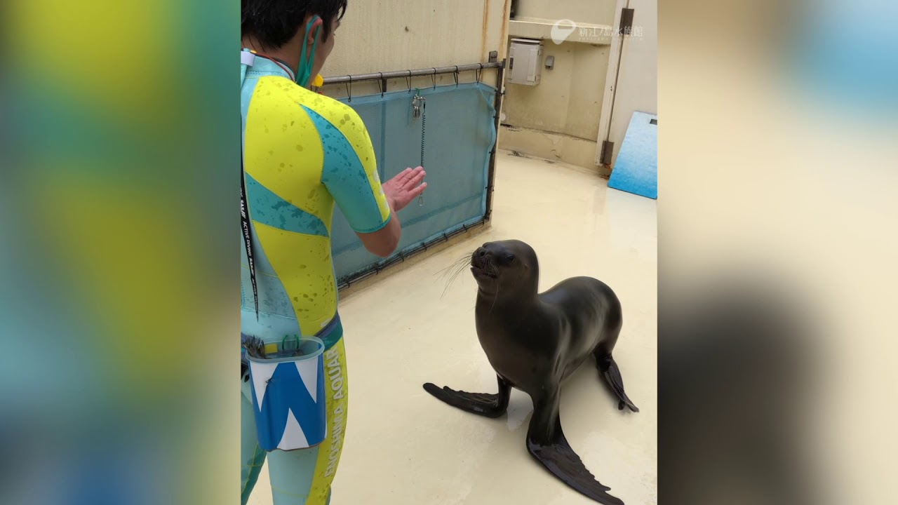 えのすいトリーター日誌 新江ノ島水族館
