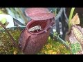 Nepenthes rajah eat huge fly. 食虫植物　ウツボカズラ捕虫動画 【食虫植物TV】