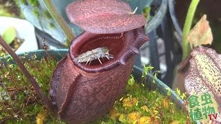 Nepenthes rajah eat huge fly. 食虫植物　ウツボカズラ捕虫動画 【食虫植物TV】