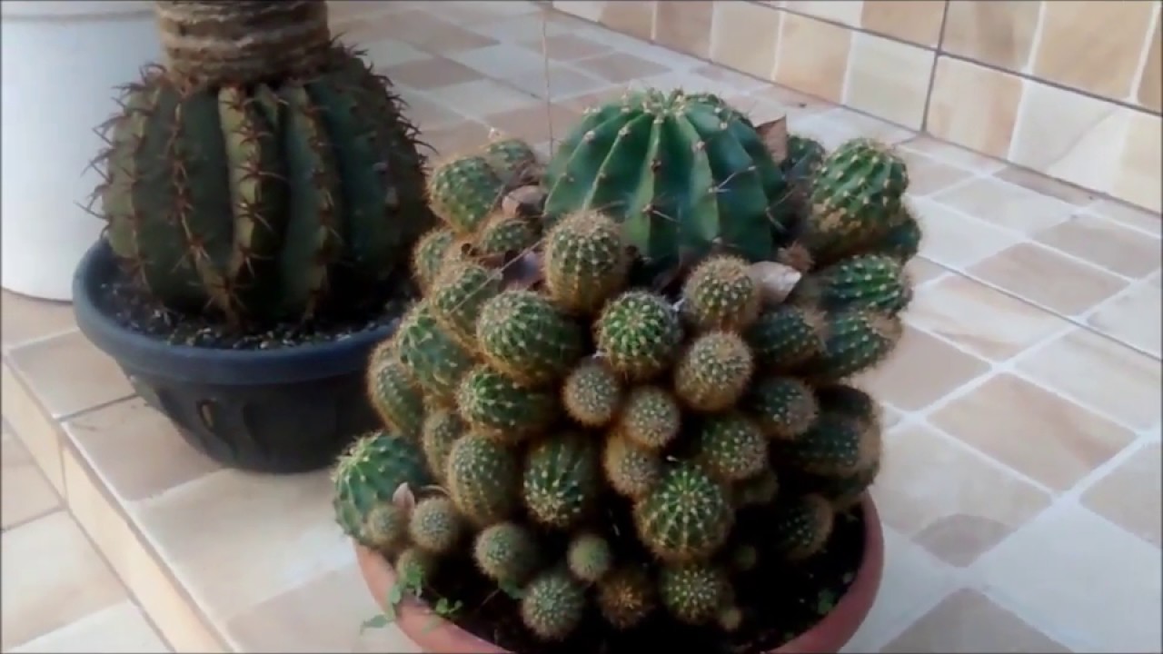 Plantas, Cactos e Rosas do Deserto - thptnganamst.edu.vn