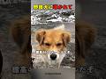 野良犬に導かれた先にあったのは…