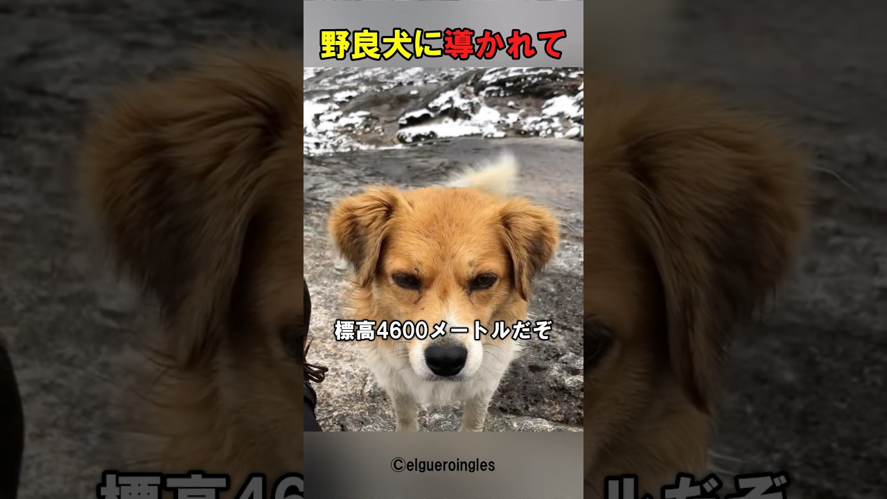 野良犬に導かれた先にあったのは…