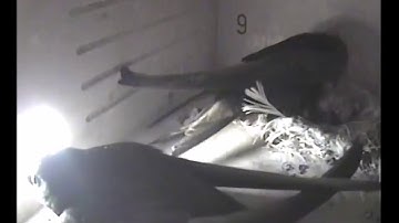 Drie jonge Gierzwaluwen worden gevoerd door beide ouders