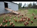 Free Range Chicken Farming | What really happens on the Farm