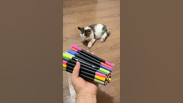 Cat Barsik 🐱🎈🌈Cube Reverse video #MarbleRunandMore #satisfyingvideo #reversevideo #asmr #reverse