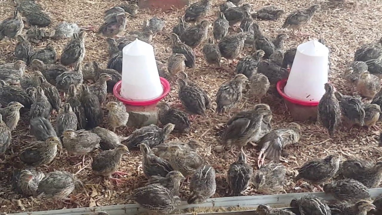 Quail in Assam @ Zaman Poultry and hatchery( Barpeta) - YouTube