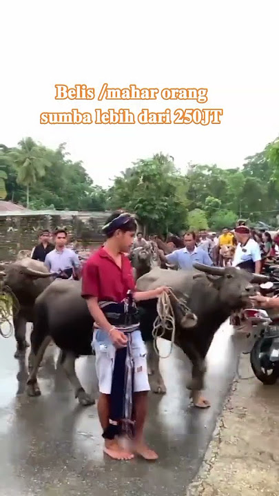 Belis Nona Sumba.#sumbabaratdaya#sumba#traditional#adatistiadat