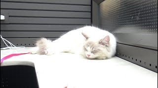 Ragdoll Cat Is At An Airport!