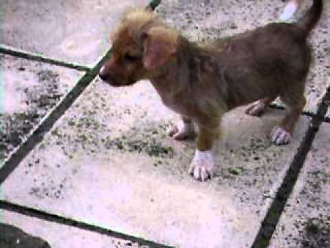 Видео: Приютът за животни използва Pok Mon Go, за да намери доброволци, които разхождат кучета
