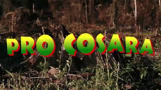 PRO COSARA les recuerda: &quot;Ley N° 2524/04 - Deforestación Cero&quot;