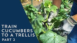 Learn the second phase of training cucumbers to a trellis. Connect with USU Extension! Facebook - http://facebook.com/