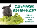 The Ultimate Guide to Feeding Lettuce to Guinea Pigs: Types, Quantity, and Variety