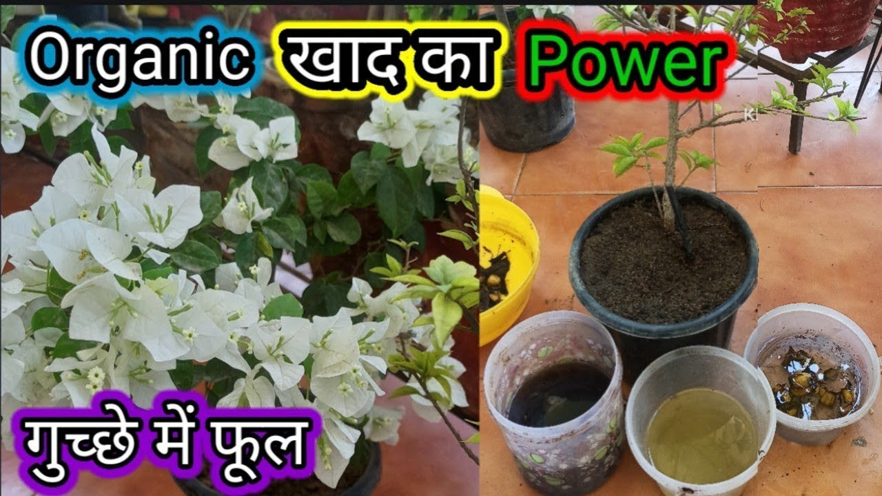 🔴Bougainvillea में Flower kaise badhaye | Fertilizer to Increase Flowering on Bougainville plant