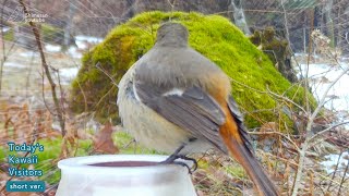 Adorable Encounter with the Utterly Round Daurian Redstart Female!!  (January 1718, 2024 #birds)