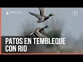 Patos en Tembleque con Rio | Episodio 1 completo | Iberalia GO!