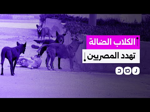 عددها يقدر بالملايين وتهدد حياة المصريين خطة حكومية لإيواء وتصدير الكلاب الضالة