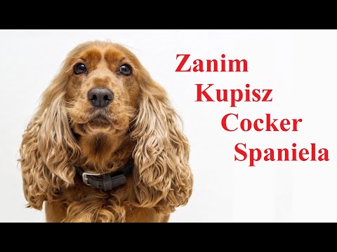 Wideo: Jak Wybrać Szczeniaka Rasy Cocker Spaniel Amerykański