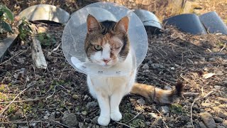 お散歩でカメラ目線ばっちり決めポーズのミー子が可愛すぎる✨