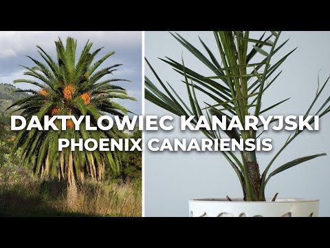 Wideo: Uprawa palmy daktylowej – jak dbać o palmę daktylową