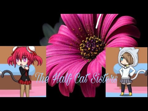 camera iphone 8 plus apk The Half Cat Sisters