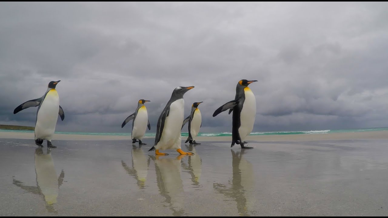 Zoo Zürich, Antarctic Research - YouTube