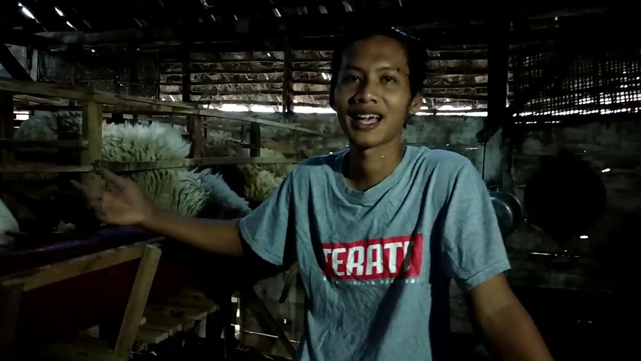 Peternak kambing termuda terganteng sebojonegoro lihat diskripsi 