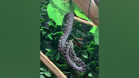 Murray Darling carpet python eating fuzzy rat