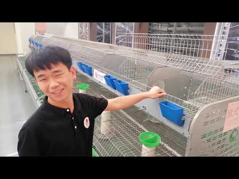 Automatic rabbit cage