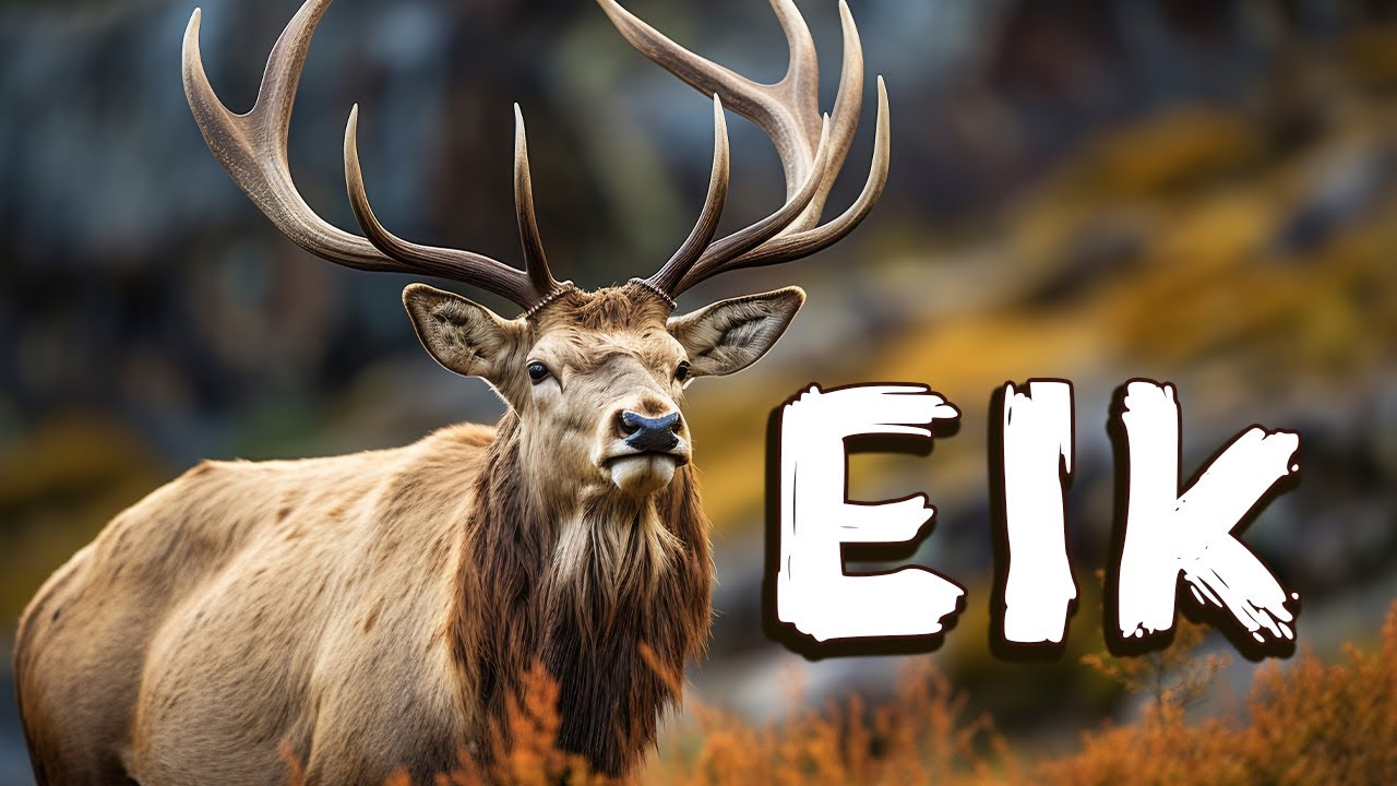 Elk for Kids | Learn About Wild Animals for Kids