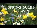 Spring bulbs in lawn
