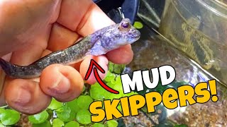 I Finally Got Land Walking Fish! **Mudskipper Home Aquarium** by Joey Slay Em 14,111 views 1 year ago 16 minutes