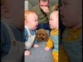 喧嘩する赤ちゃん達👶犬はどうしていいか分からず固まってしまう。。。#dog #baby #cute #funny #shorts #shortvideo #赤ちゃん
