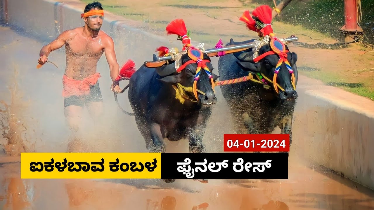 Aikala Bava Kambala Final Race 2024 |ಐಕಳಬಾವ ಕಂಬಳ  ಫೈನಲ್ ರೇಸ್