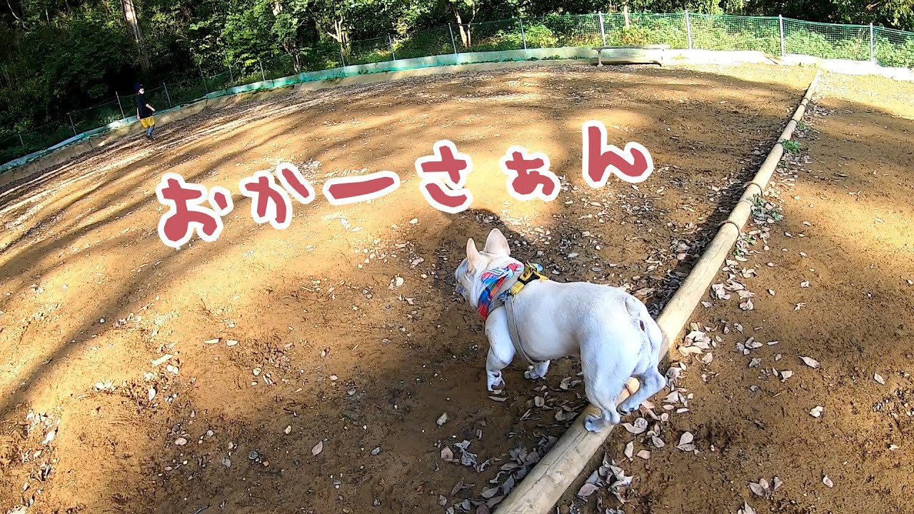 犬の写真の撮り方 Iphoneで絶対にピントが合う写真撮影方法 Youtube