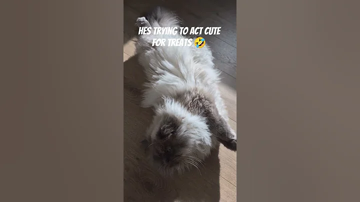Video 11892511: exotic persian cat, persian cats catlover, persian cute catlover, food catlover