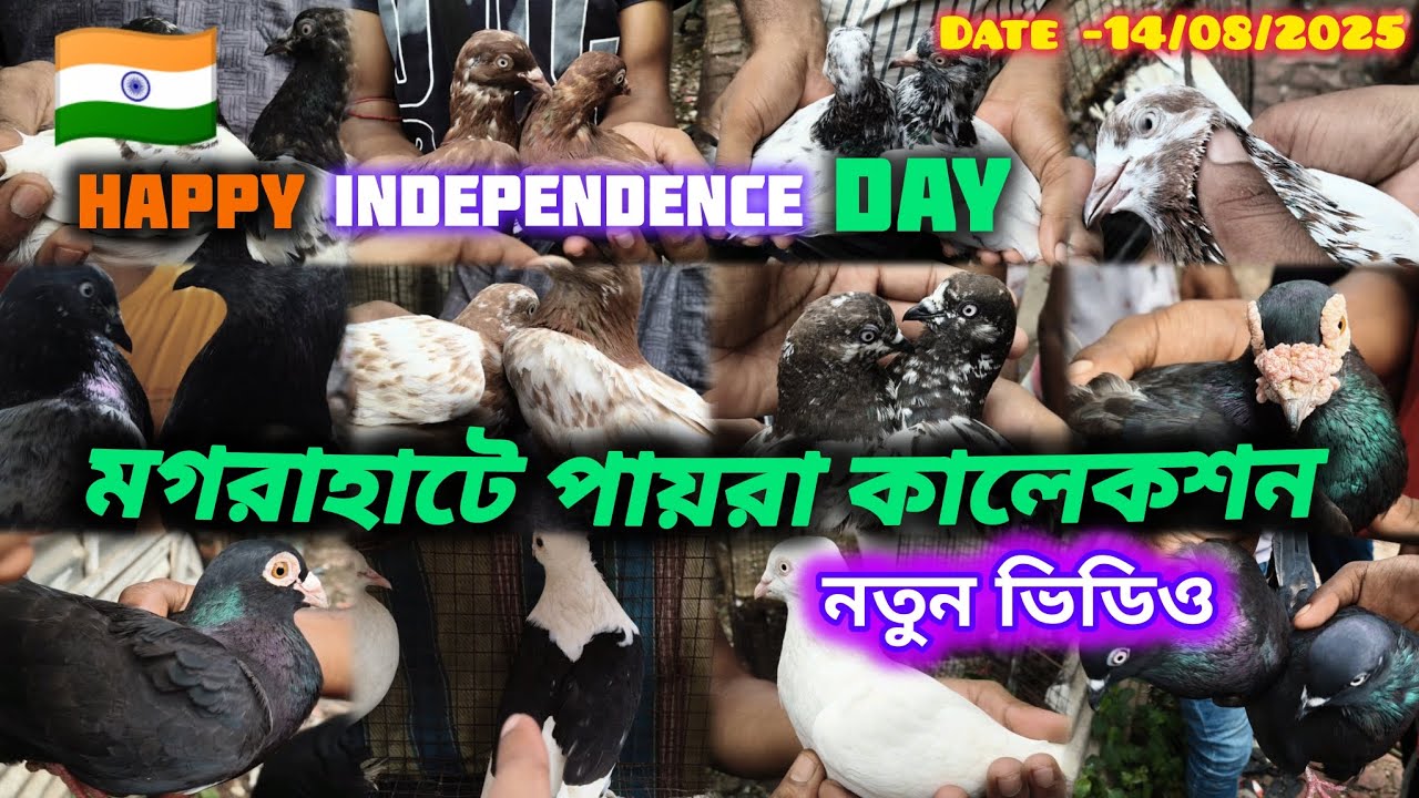 নতুন ভিডিও.মগরাহাটে পায়রা কালেকশন . Magrahat High Flying Pigeon Market.. Date..14/08/2025