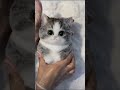 Satisfying cat Making videos ASMR #cat #catshorts #shorts #asmrvideo #shorts