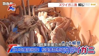 日本吃蟹變很貴！ 松葉蟹競標破百萬日幣T觀點20181222 (14)