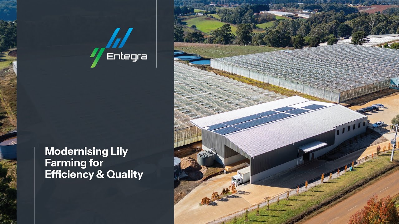 Growing Lily Business Burleigh Flowers YouTube