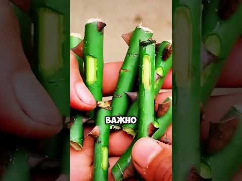 Дачники не знают как правильно размножать розу #дача #сад #shorts