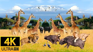Africa Animals 4K: Khaudum National Park - Real Sounds of Africa - 4K Video Ultra HD