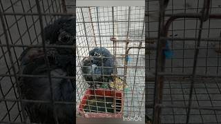 নতুন সদস্যের নাম কী রাখব কী খেতে দেব কমেন্টে বলো সুবিধা হবে#shorts#shortsfeed#ytshorts#youtube#bird