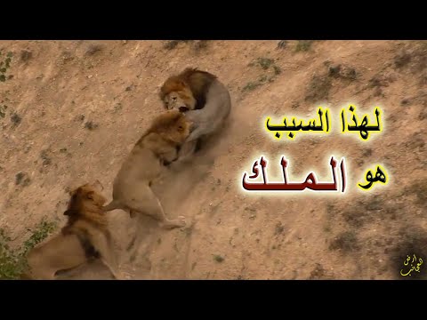 فيديو: أسد جرابي: صور ومعلومات ووصف