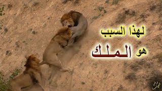 اسد تايجان في مواجهة 5 اسود | من ينتصر !!