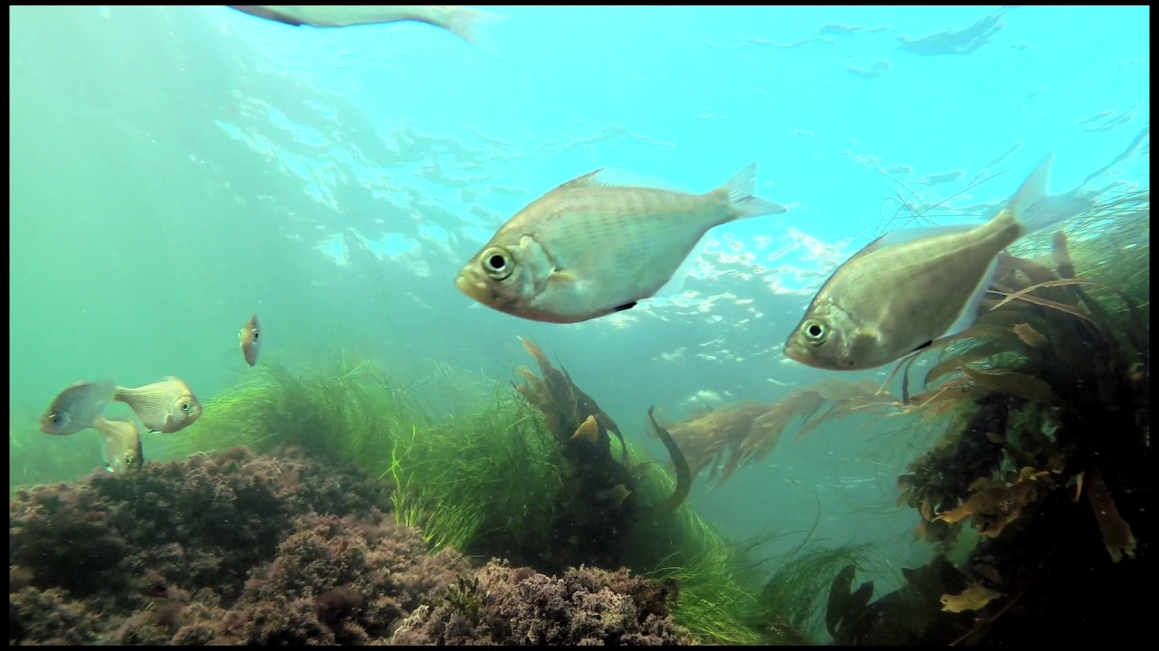 12 minutes underwater in the Laguna Beach State Marine Reserve