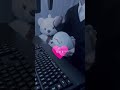 ゆるして猫🐱高校16歳が実写で歌ってみた🐾