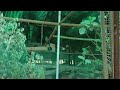 Visiting Zoo: Beautiful Parrot Video #tranding #shorts #sorts #2026 #brothersister #cm #bugatti