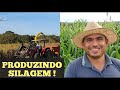 PRODUZINDO SILAGEM PARA ALIMENTAR O GADO! Boi não deixa de Comer no Período da seca. Parte 1.