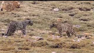 Two snow leopards fighting for territorial dominance